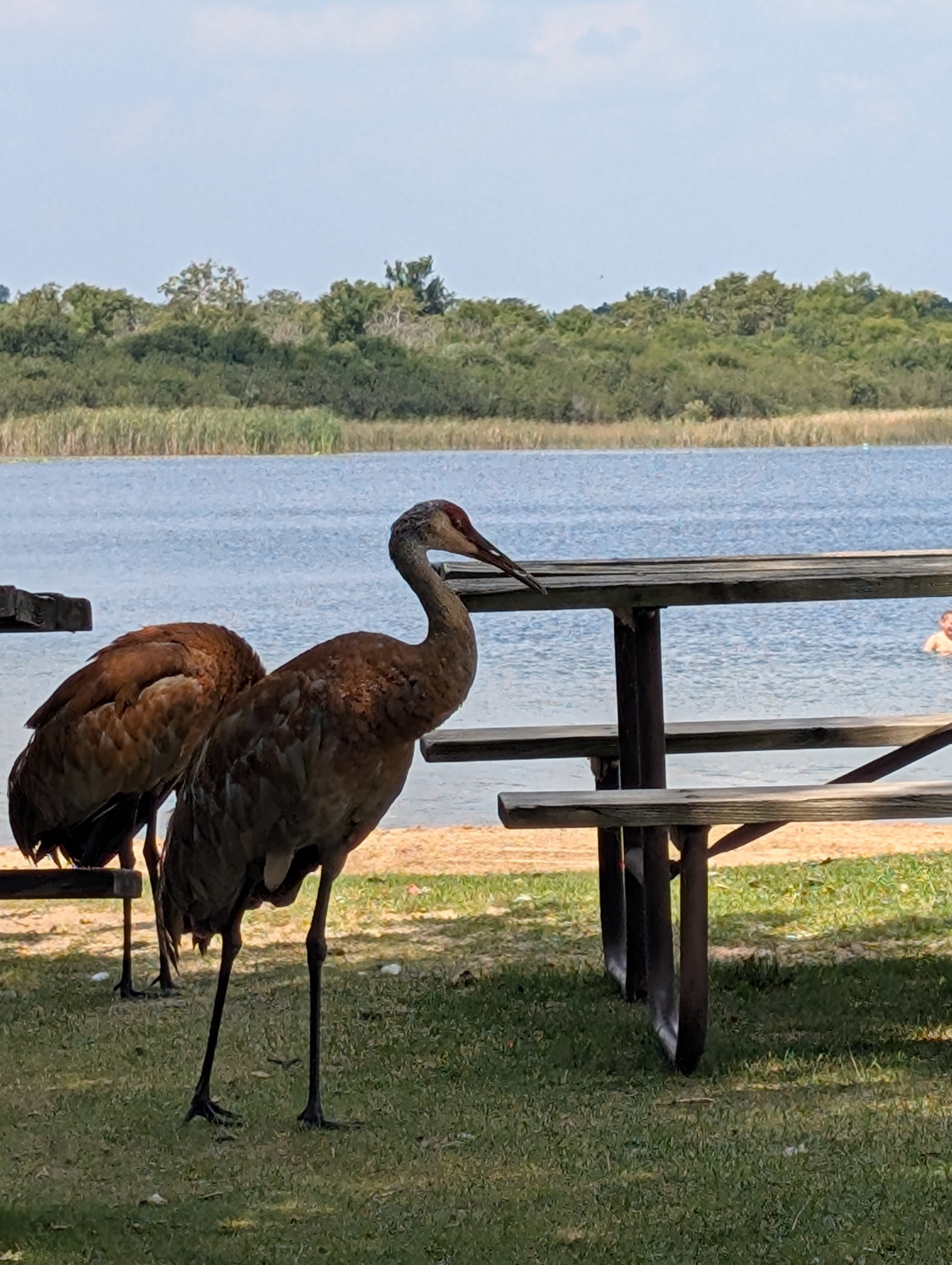 picture of a crane in front of a lake